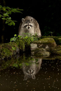 raccoon